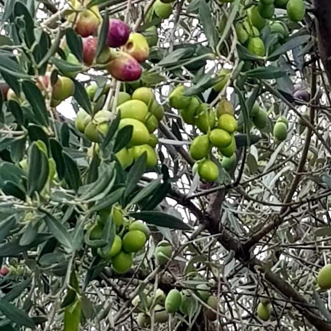 A L'Ombre Du Chene Gites Eden En Cevennes 昂迪兹 外观 照片